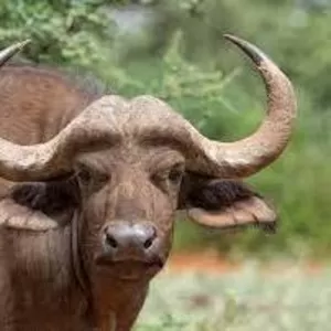 Предлагаем мясо буйвола бескостное Халяль 